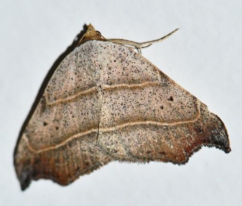 Laspeyria flexula